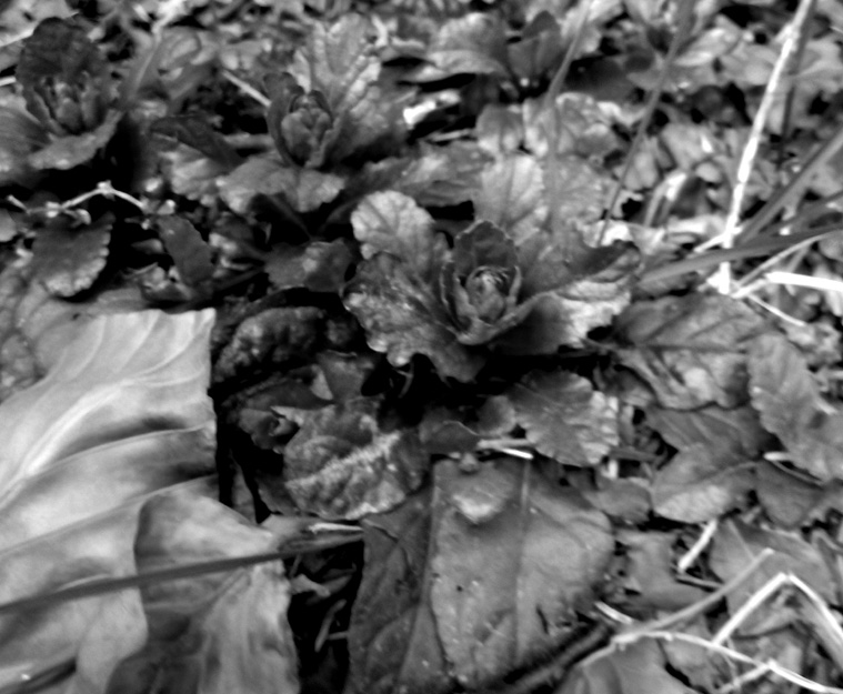 AJUGA REPTANS L. - bugola / erba di s. lorenzo